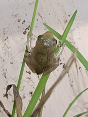 Hyla