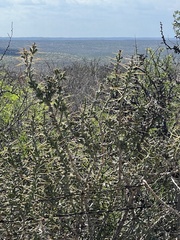 Cylindropuntia leptocaulis
