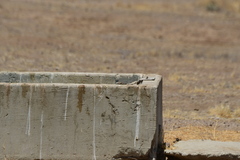 Chondestes grammacus