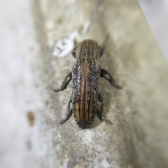 Adetus pulchellus