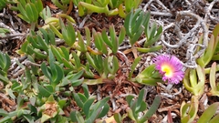 Carpobrotus chilensis