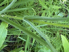 Kyhosia bolanderi