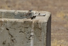 Chondestes grammacus