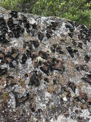 Umbilicaria