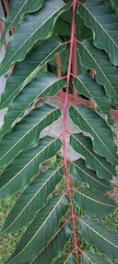 Ailanthus altissima