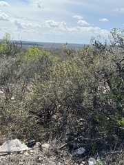 Cylindropuntia leptocaulis