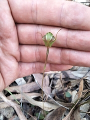 Pterostylis concinna