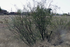 Prosopis glandulosa