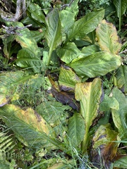 Lysichiton americanus