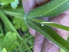 Kyhosia bolanderi