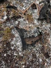 Umbilicaria
