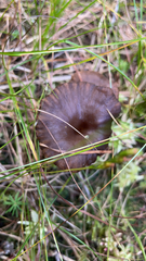 Pseudoclitocybe cyathiformis
