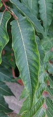 Ailanthus altissima