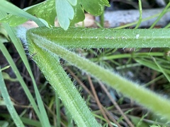 Kyhosia bolanderi