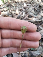 Pterostylis concinna
