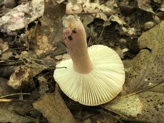 Russula mariae