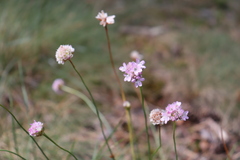 Armeria maritima elongata