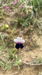 Nemesia barbata