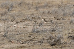 Eremophila alpestris