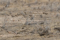 Eremophila alpestris