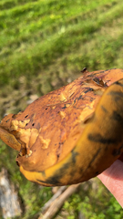 Boletus subvelutipes