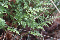 Asplenium cuneifolium