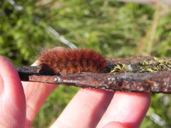 Phragmatobia fuliginosa