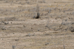 Eremophila alpestris