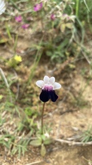 Nemesia barbata