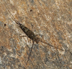 Petrobius brevistylis