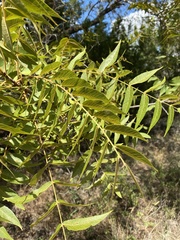 Juglans major