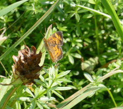 Phyciodes tharos