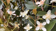 Eugenia brasiliensis