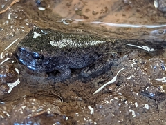Hyla chrysoscelis