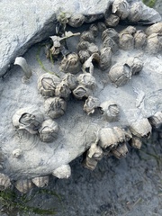 Semibalanus balanoides