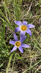 Romulea tabularis