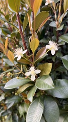 Eugenia brasiliensis