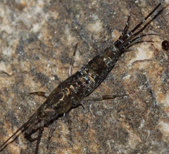Petrobius brevistylis