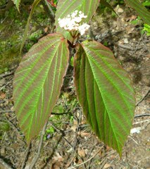 Viburnum setigerum