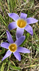 Romulea tabularis