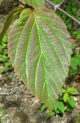 Viburnum setigerum