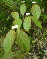 Viburnum setigerum