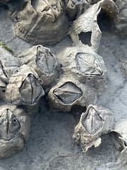 Semibalanus balanoides