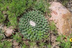 Mammillaria uncinata
