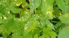 Podosphaera macularis