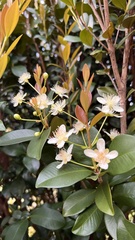 Eugenia brasiliensis