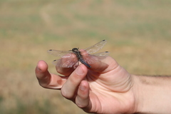 Orthetrum cancellatum