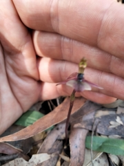 Chiloglottis trapeziformis