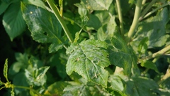Erysiphe cruciferarum