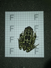 Sclerophrys pantherina